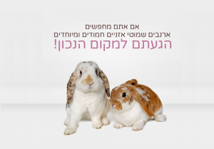 ארנב שמוט אוזניים ננסי למכירה עכשיו גם בישראל 